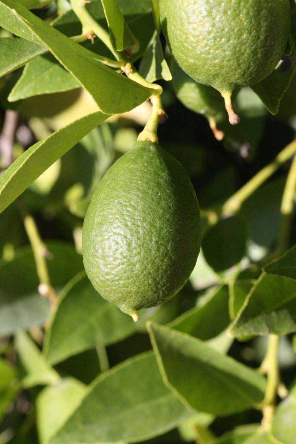            Fruit (Riverside, CA)   